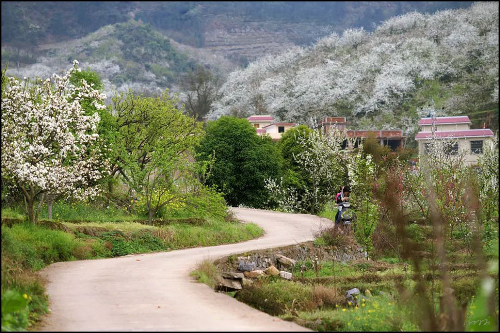 【春天,广西桂林灌阳县向您发出邀请!】我们在灌阳看梨花 - 游山玩水 - 商丘生活社区 - 商丘28生活网 sq.28life.com