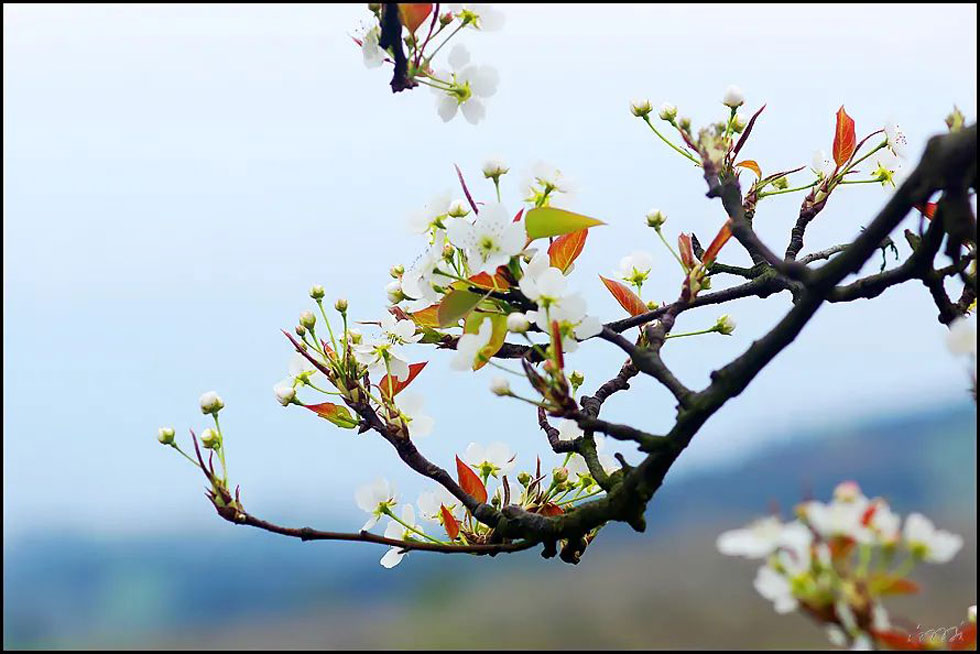 【春天,广西桂林灌阳县向您发出邀请!】我们在灌阳看梨花 - 游山玩水 - 商丘生活社区 - 商丘28生活网 sq.28life.com