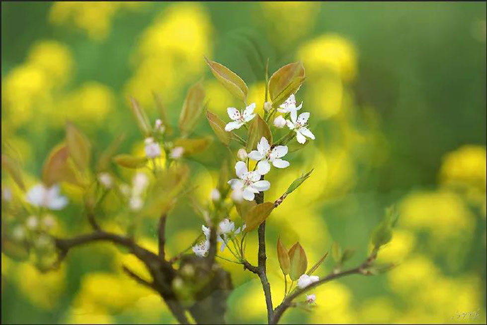 【春天,广西桂林灌阳县向您发出邀请!】我们在灌阳看梨花 - 游山玩水 - 商丘生活社区 - 商丘28生活网 sq.28life.com