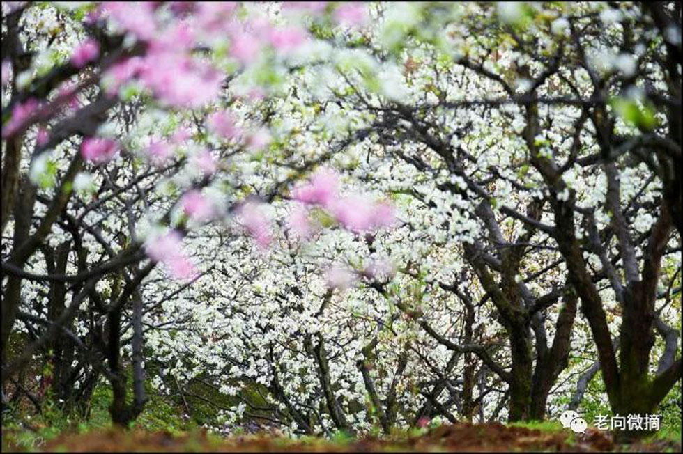 【春天,广西桂林灌阳县向您发出邀请!】我们在灌阳看梨花 - 游山玩水 - 商丘生活社区 - 商丘28生活网 sq.28life.com