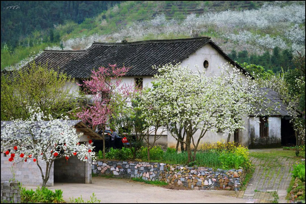 【春天,广西桂林灌阳县向您发出邀请!】我们在灌阳看梨花 - 游山玩水 - 商丘生活社区 - 商丘28生活网 sq.28life.com