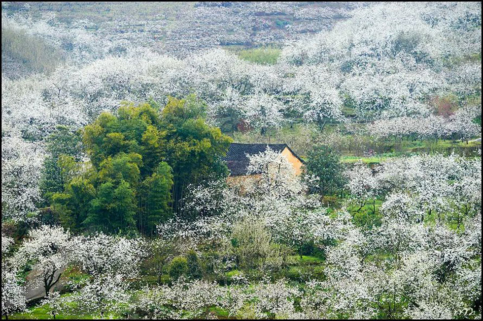 【春天,广西桂林灌阳县向您发出邀请!】我们在灌阳看梨花 - 游山玩水 - 商丘生活社区 - 商丘28生活网 sq.28life.com