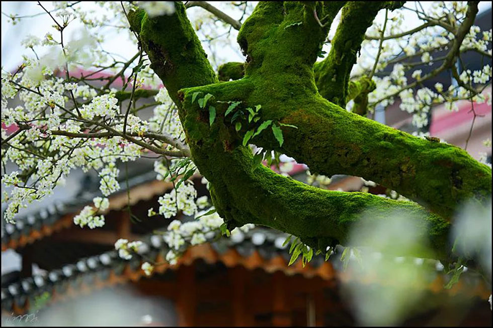 【春天,广西桂林灌阳县向您发出邀请!】我们在灌阳看梨花 - 游山玩水 - 商丘生活社区 - 商丘28生活网 sq.28life.com