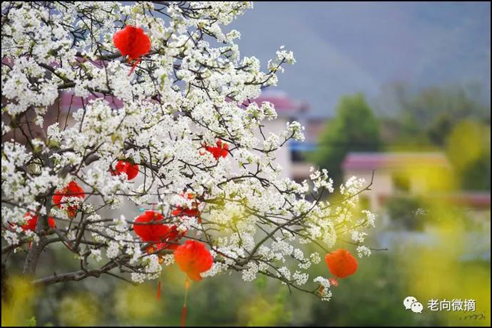 【春天,广西桂林灌阳县向您发出邀请!】我们在灌阳看梨花 - 游山玩水 - 商丘生活社区 - 商丘28生活网 sq.28life.com