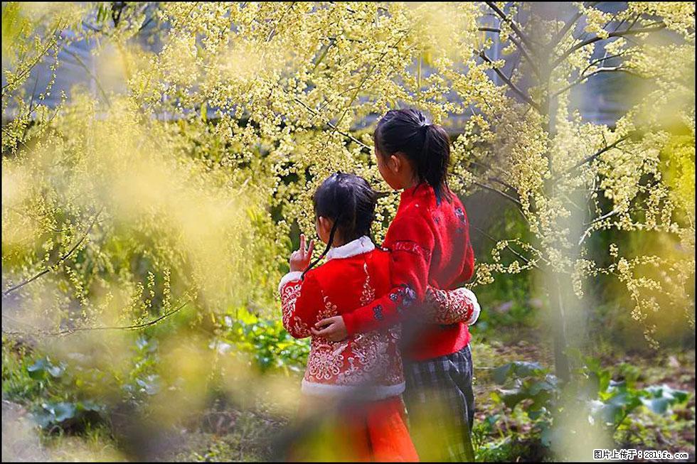 【春天,广西桂林灌阳县向您发出邀请!】米珠山前有片山苍子花在飘香 - 游山玩水 - 商丘生活社区 - 商丘28生活网 sq.28life.com
