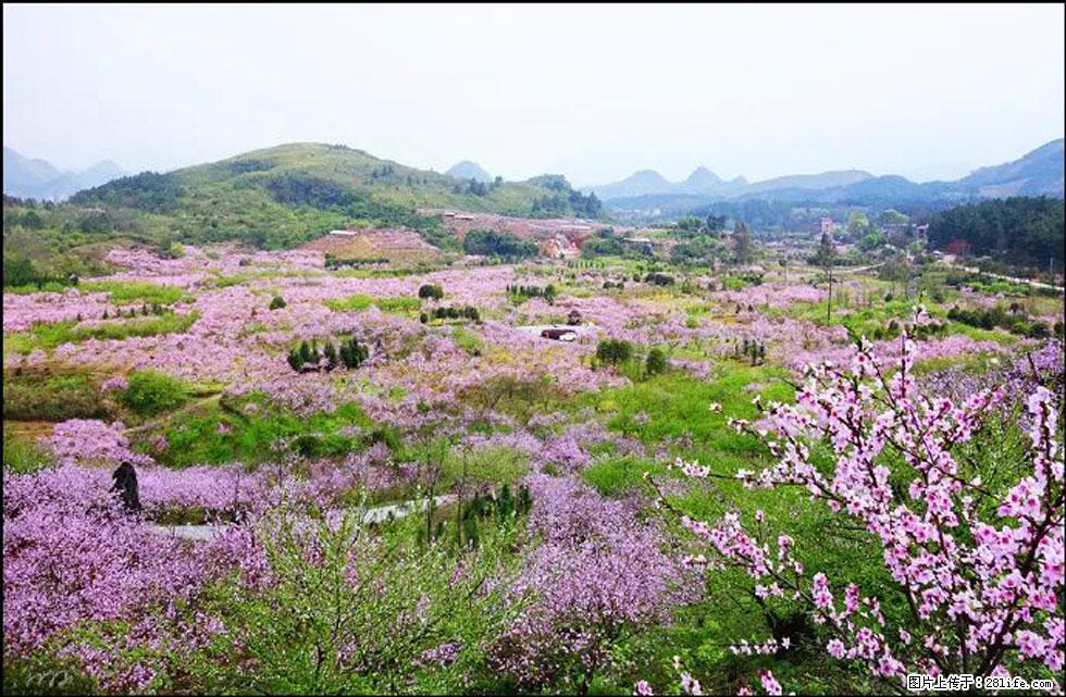 【春天,广西桂林灌阳县向您发出邀请!】官庄村有个醉美的桃花园 - 游山玩水 - 商丘生活社区 - 商丘28生活网 sq.28life.com