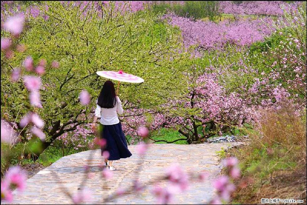 【春天,广西桂林灌阳县向您发出邀请!】官庄村有个醉美的桃花园 - 游山玩水 - 商丘生活社区 - 商丘28生活网 sq.28life.com