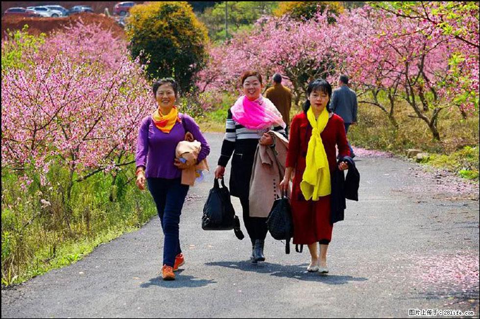 【春天,广西桂林灌阳县向您发出邀请!】官庄村有个醉美的桃花园 - 游山玩水 - 商丘生活社区 - 商丘28生活网 sq.28life.com