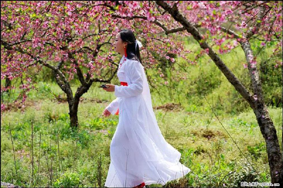 【春天,广西桂林灌阳县向您发出邀请!】官庄村有个醉美的桃花园 - 游山玩水 - 商丘生活社区 - 商丘28生活网 sq.28life.com