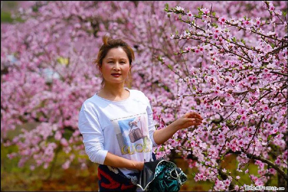 【春天,广西桂林灌阳县向您发出邀请!】官庄村有个醉美的桃花园 - 游山玩水 - 商丘生活社区 - 商丘28生活网 sq.28life.com