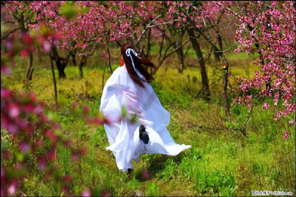 【春天,广西桂林灌阳县向您发出邀请!】官庄村有个醉美的桃花园 - 游山玩水 - 商丘生活社区 - 商丘28生活网 sq.28life.com