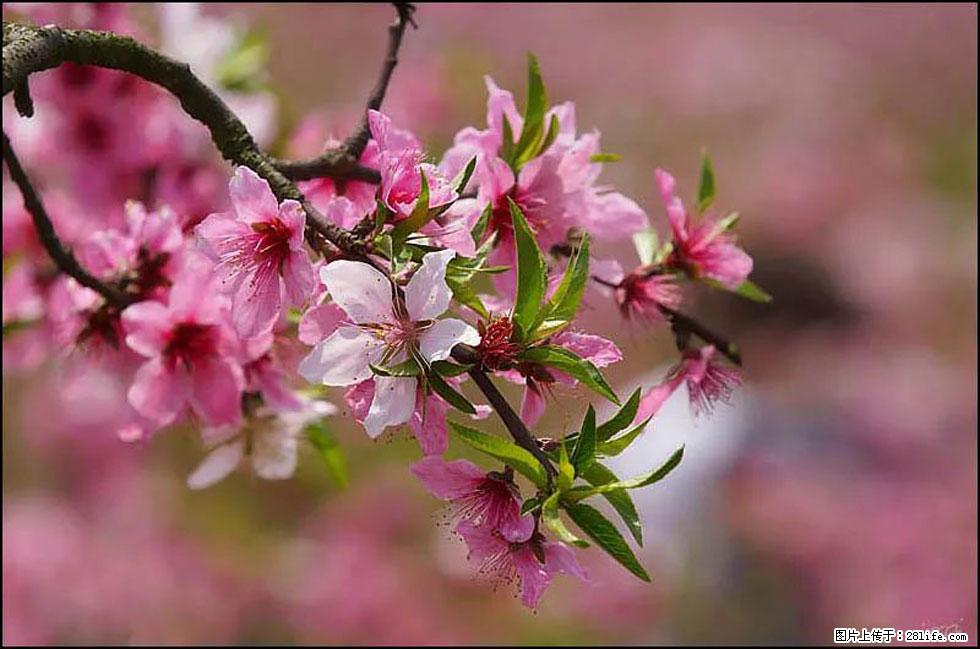 【春天,广西桂林灌阳县向您发出邀请!】官庄村有个醉美的桃花园 - 游山玩水 - 商丘生活社区 - 商丘28生活网 sq.28life.com