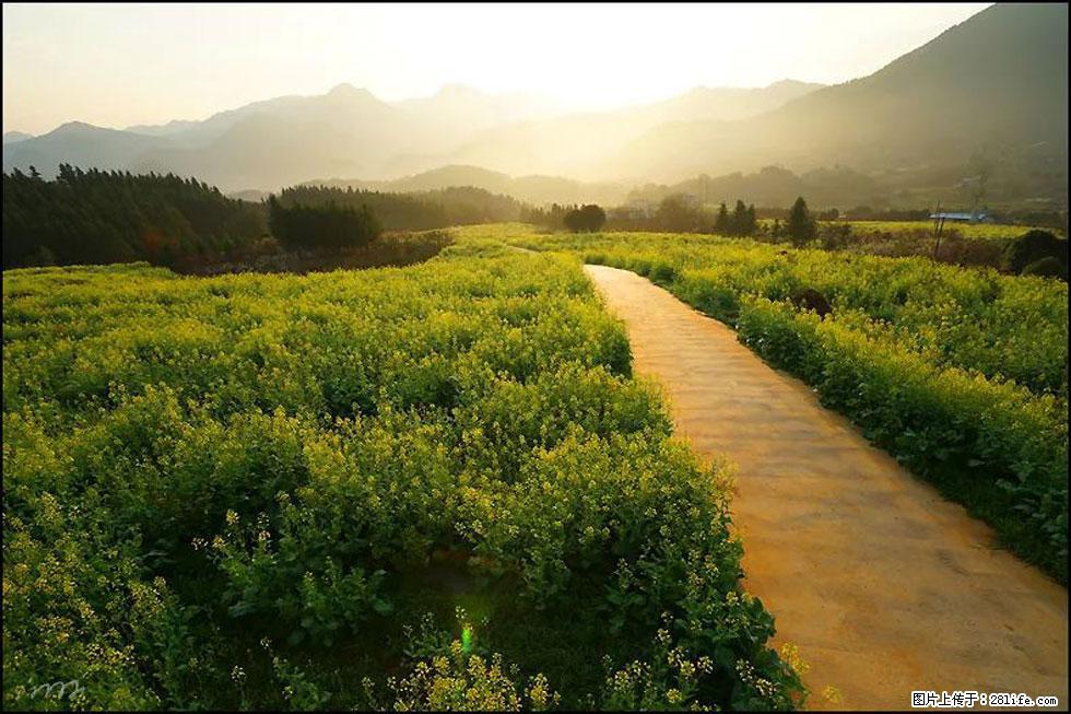 【春天,广西桂林灌阳县向您发出邀请!】长坪村油菜盛情花开 - 游山玩水 - 商丘生活社区 - 商丘28生活网 sq.28life.com