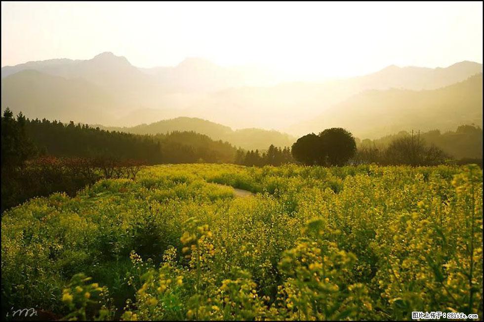 【春天,广西桂林灌阳县向您发出邀请!】长坪村油菜盛情花开 - 游山玩水 - 商丘生活社区 - 商丘28生活网 sq.28life.com