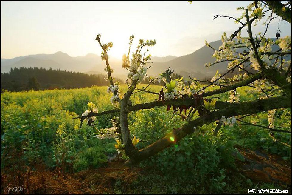 【春天,广西桂林灌阳县向您发出邀请!】长坪村油菜盛情花开 - 游山玩水 - 商丘生活社区 - 商丘28生活网 sq.28life.com