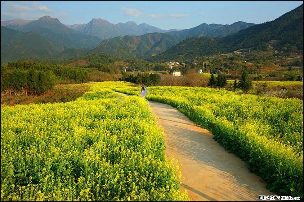 【春天,广西桂林灌阳县向您发出邀请!】长坪村油菜盛情花开 - 游山玩水 - 商丘生活社区 - 商丘28生活网 sq.28life.com