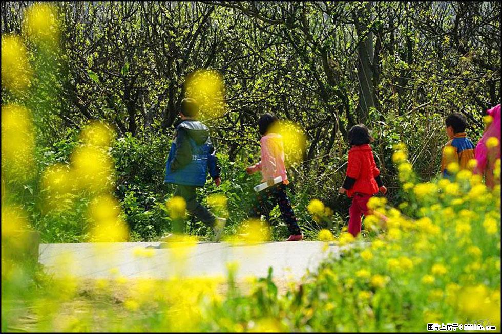【春天,广西桂林灌阳县向您发出邀请!】长坪村油菜盛情花开 - 游山玩水 - 商丘生活社区 - 商丘28生活网 sq.28life.com