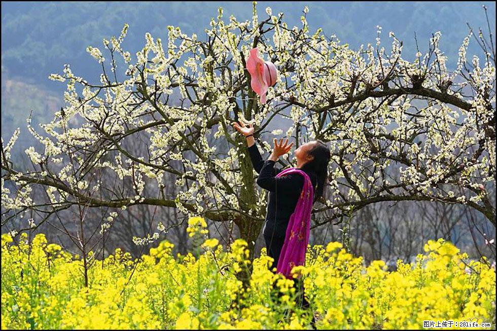 【春天,广西桂林灌阳县向您发出邀请!】长坪村油菜盛情花开 - 游山玩水 - 商丘生活社区 - 商丘28生活网 sq.28life.com