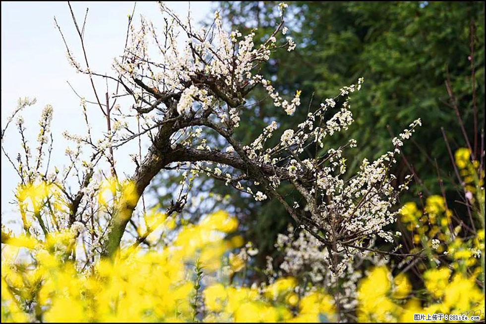 【春天,广西桂林灌阳县向您发出邀请!】长坪村油菜盛情花开 - 游山玩水 - 商丘生活社区 - 商丘28生活网 sq.28life.com