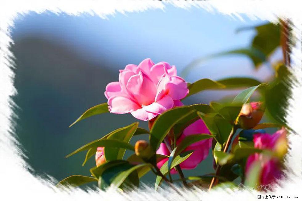 【春天,广西桂林灌阳县向您发出邀请!】杨柳井茶花惹人爱 - 游山玩水 - 商丘生活社区 - 商丘28生活网 sq.28life.com