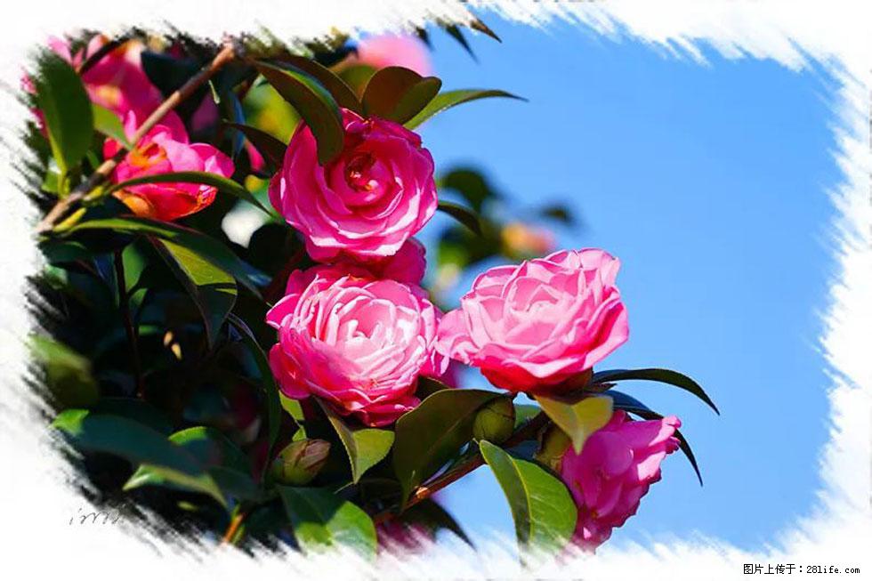 【春天,广西桂林灌阳县向您发出邀请!】杨柳井茶花惹人爱 - 游山玩水 - 商丘生活社区 - 商丘28生活网 sq.28life.com