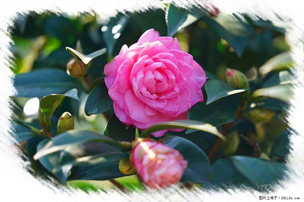 【春天,广西桂林灌阳县向您发出邀请!】杨柳井茶花惹人爱 - 游山玩水 - 商丘生活社区 - 商丘28生活网 sq.28life.com