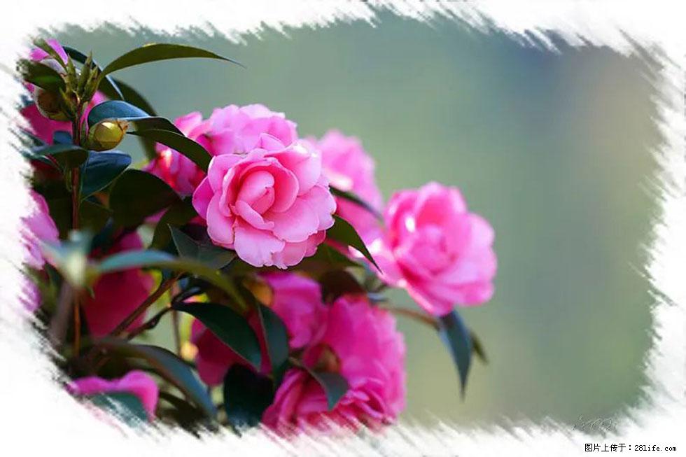 【春天,广西桂林灌阳县向您发出邀请!】杨柳井茶花惹人爱 - 游山玩水 - 商丘生活社区 - 商丘28生活网 sq.28life.com