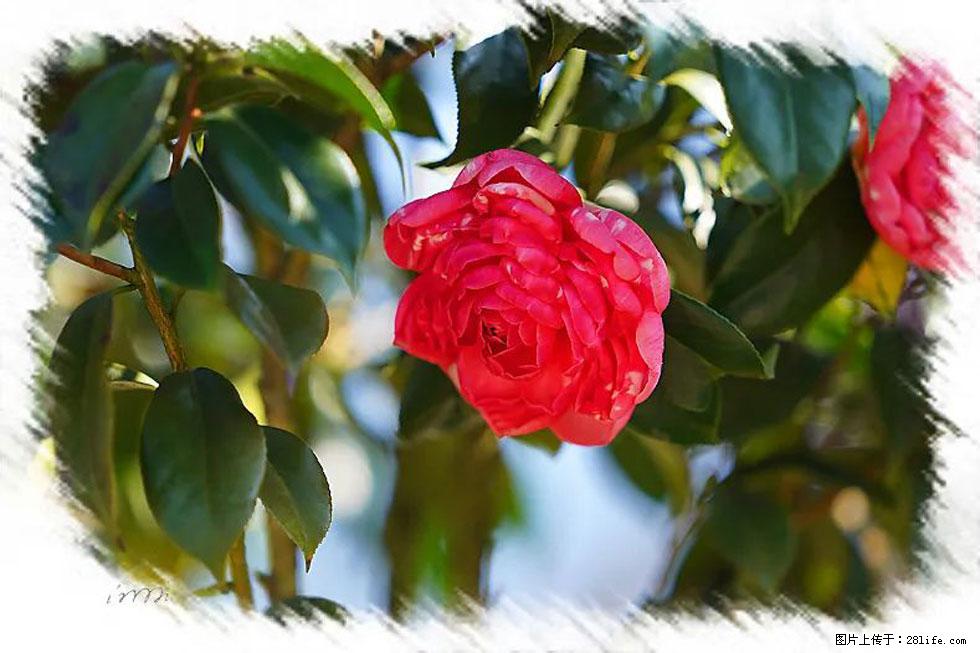 【春天,广西桂林灌阳县向您发出邀请!】杨柳井茶花惹人爱 - 游山玩水 - 商丘生活社区 - 商丘28生活网 sq.28life.com