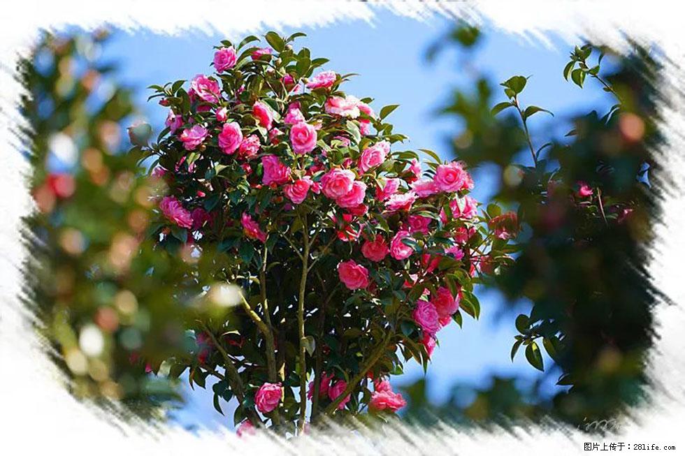 【春天,广西桂林灌阳县向您发出邀请!】杨柳井茶花惹人爱 - 游山玩水 - 商丘生活社区 - 商丘28生活网 sq.28life.com