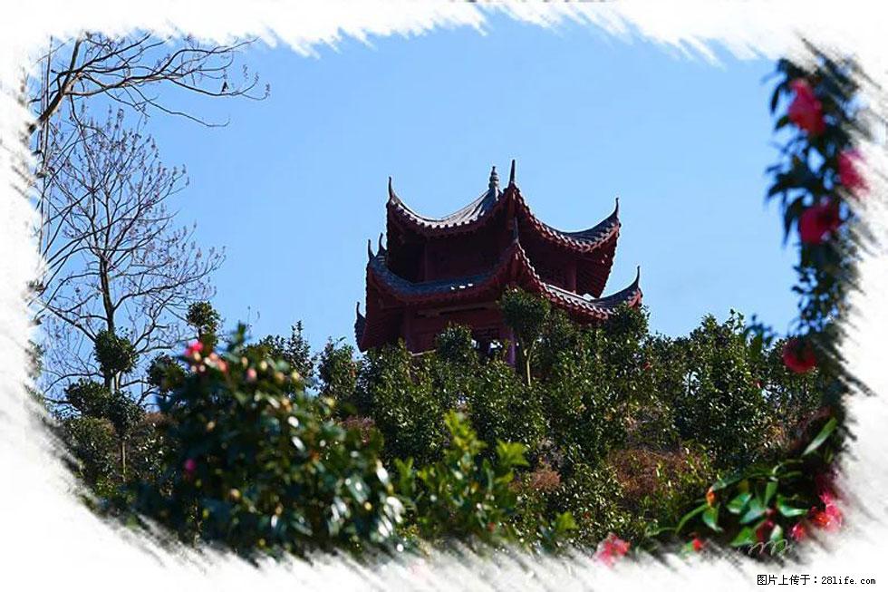 【春天,广西桂林灌阳县向您发出邀请!】杨柳井茶花惹人爱 - 游山玩水 - 商丘生活社区 - 商丘28生活网 sq.28life.com