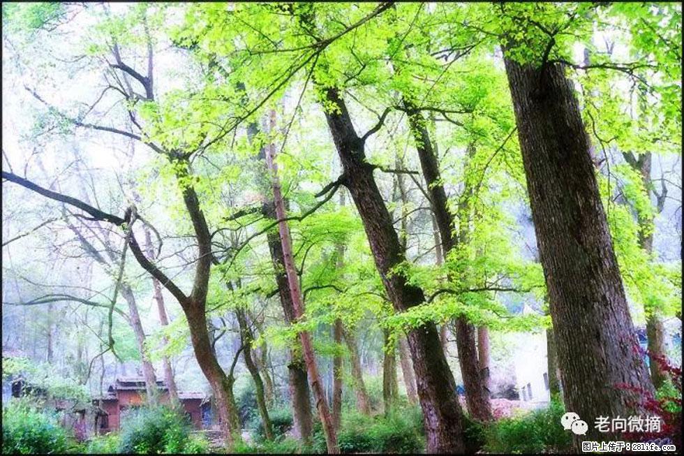 【春天,广西桂林灌阳县向您发出邀请!】在小龙村与春天约会 - 游山玩水 - 商丘生活社区 - 商丘28生活网 sq.28life.com