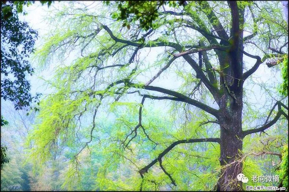 【春天,广西桂林灌阳县向您发出邀请!】在小龙村与春天约会 - 游山玩水 - 商丘生活社区 - 商丘28生活网 sq.28life.com
