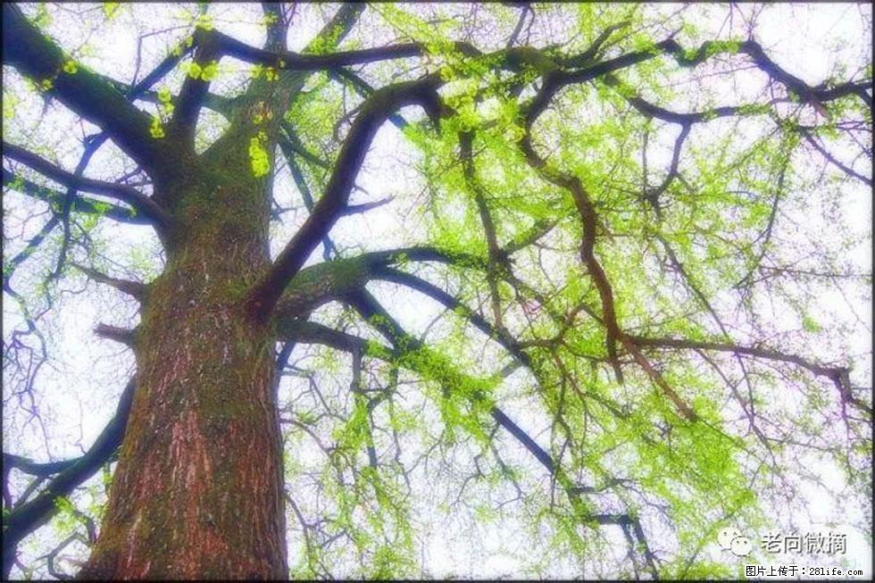 【春天,广西桂林灌阳县向您发出邀请!】在小龙村与春天约会 - 游山玩水 - 商丘生活社区 - 商丘28生活网 sq.28life.com