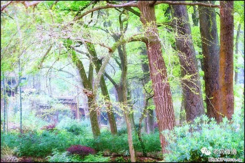 【春天,广西桂林灌阳县向您发出邀请!】在小龙村与春天约会 - 游山玩水 - 商丘生活社区 - 商丘28生活网 sq.28life.com