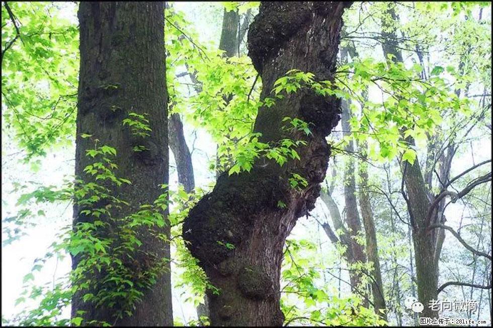 【春天,广西桂林灌阳县向您发出邀请!】在小龙村与春天约会 - 游山玩水 - 商丘生活社区 - 商丘28生活网 sq.28life.com