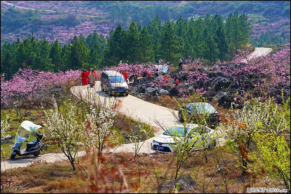 【春天,广西桂林灌阳县向您发出邀请!】望月岭上桃花开 - 游山玩水 - 商丘生活社区 - 商丘28生活网 sq.28life.com