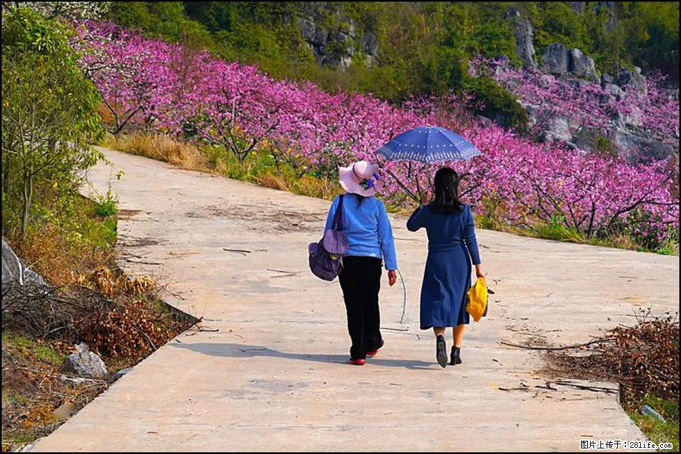 【春天,广西桂林灌阳县向您发出邀请!】望月岭上桃花开 - 游山玩水 - 商丘生活社区 - 商丘28生活网 sq.28life.com