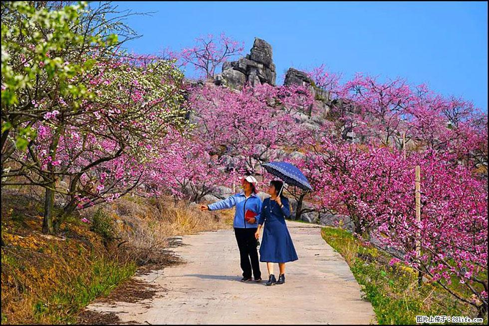 【春天,广西桂林灌阳县向您发出邀请!】望月岭上桃花开 - 游山玩水 - 商丘生活社区 - 商丘28生活网 sq.28life.com