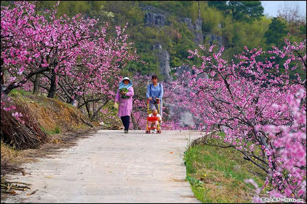 【春天,广西桂林灌阳县向您发出邀请!】望月岭上桃花开 - 游山玩水 - 商丘生活社区 - 商丘28生活网 sq.28life.com