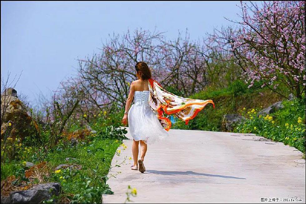 【春天,广西桂林灌阳县向您发出邀请!】望月岭上桃花开 - 游山玩水 - 商丘生活社区 - 商丘28生活网 sq.28life.com