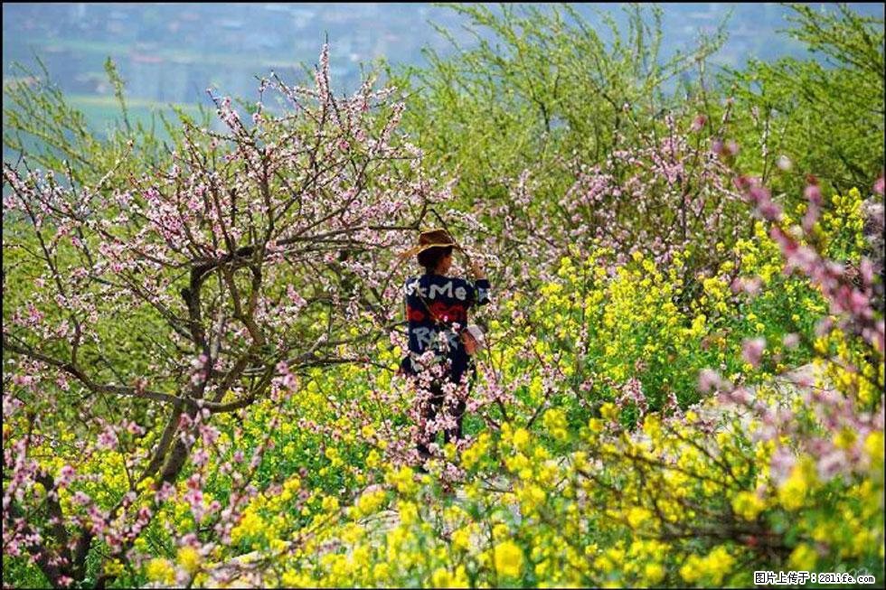 【春天,广西桂林灌阳县向您发出邀请!】望月岭上桃花开 - 游山玩水 - 商丘生活社区 - 商丘28生活网 sq.28life.com