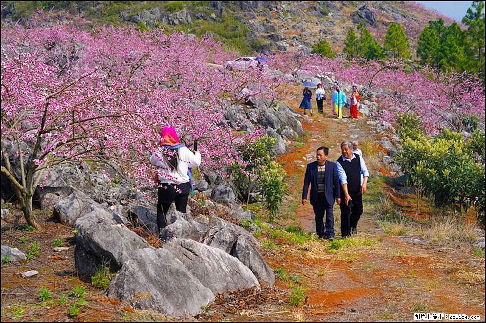 【春天,广西桂林灌阳县向您发出邀请!】望月岭上桃花开 - 游山玩水 - 商丘生活社区 - 商丘28生活网 sq.28life.com