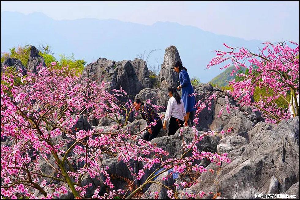 【春天,广西桂林灌阳县向您发出邀请!】望月岭上桃花开 - 游山玩水 - 商丘生活社区 - 商丘28生活网 sq.28life.com