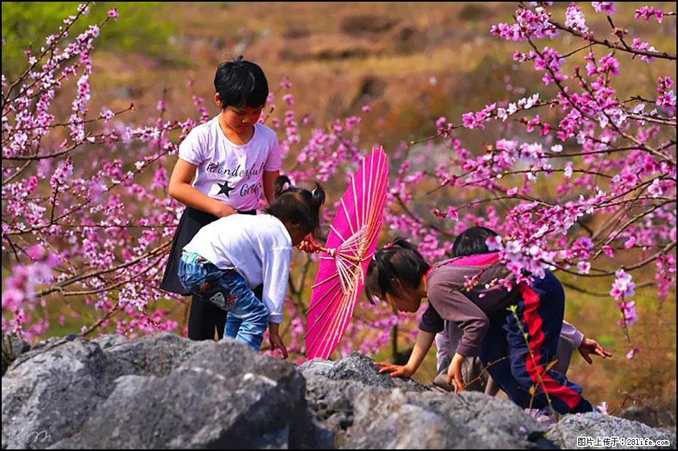【春天,广西桂林灌阳县向您发出邀请!】望月岭上桃花开 - 游山玩水 - 商丘生活社区 - 商丘28生活网 sq.28life.com