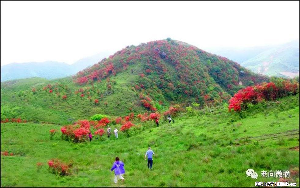 【春天,广西桂林灌阳县向您发出邀请!】宝盖山上映山红 - 游山玩水 - 商丘生活社区 - 商丘28生活网 sq.28life.com