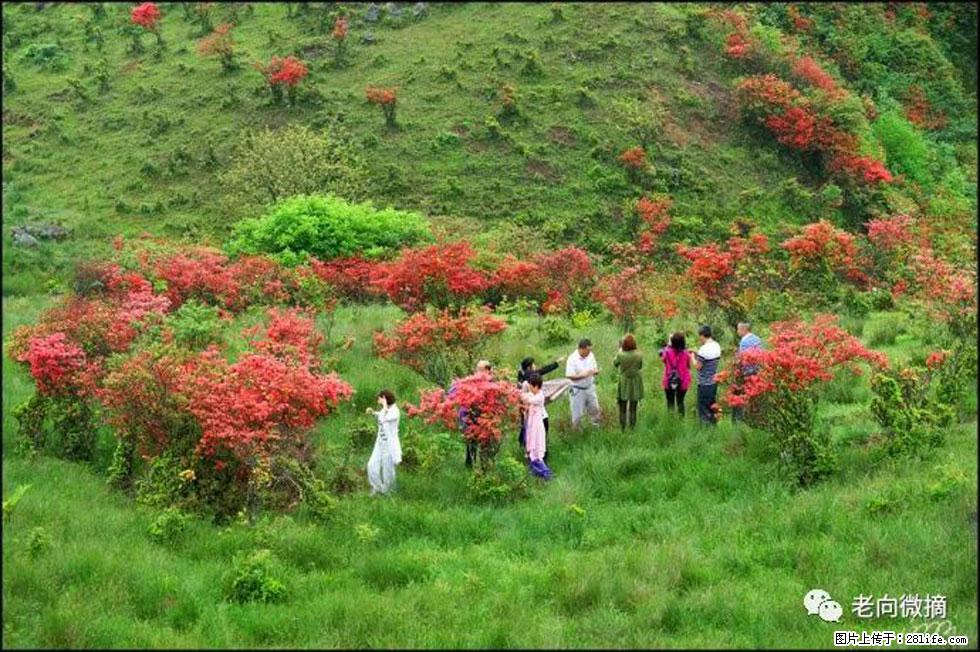 【春天,广西桂林灌阳县向您发出邀请!】宝盖山上映山红 - 游山玩水 - 商丘生活社区 - 商丘28生活网 sq.28life.com