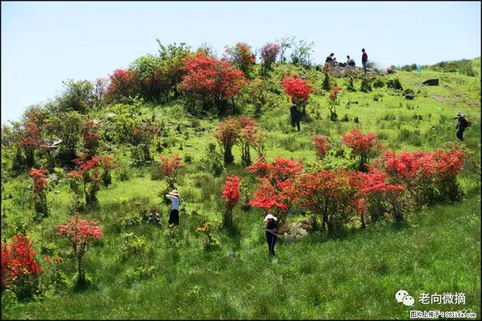 【春天,广西桂林灌阳县向您发出邀请!】宝盖山上映山红 - 游山玩水 - 商丘生活社区 - 商丘28生活网 sq.28life.com