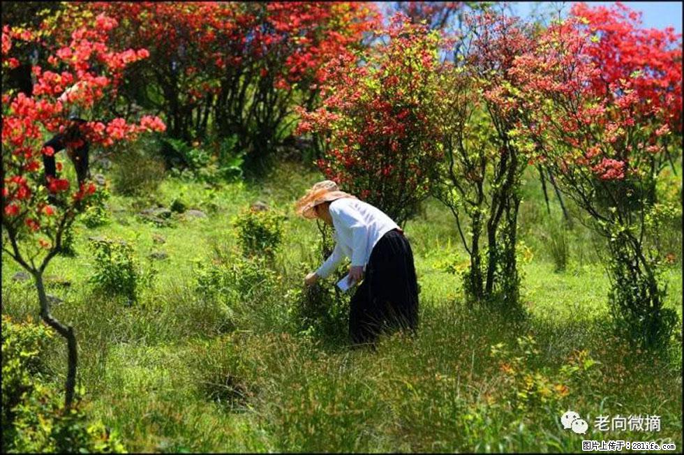 【春天,广西桂林灌阳县向您发出邀请!】宝盖山上映山红 - 游山玩水 - 商丘生活社区 - 商丘28生活网 sq.28life.com
