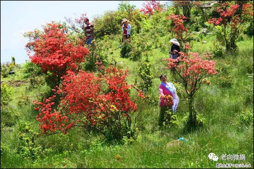 【春天,广西桂林灌阳县向您发出邀请!】宝盖山上映山红 - 游山玩水 - 商丘生活社区 - 商丘28生活网 sq.28life.com