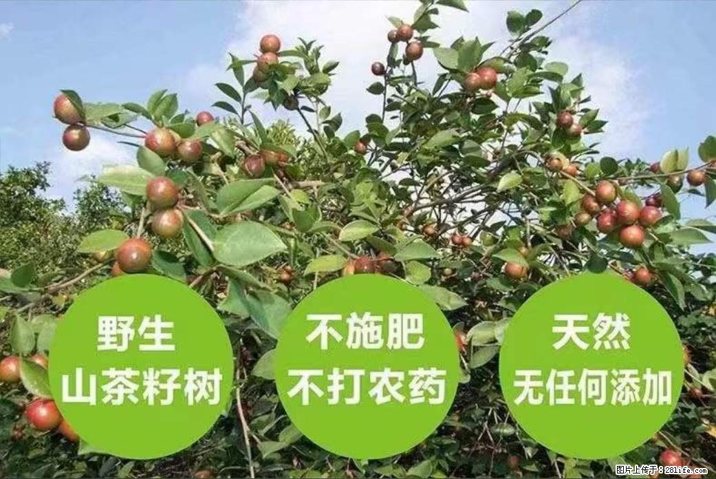 【灌阳县油茶产业示范区】一个有着充实的精神生活的人,对待身外之物自会有一种淡泊的态度 - 美食天地 - 商丘生活社区 - 商丘28生活网 sq.28life.com